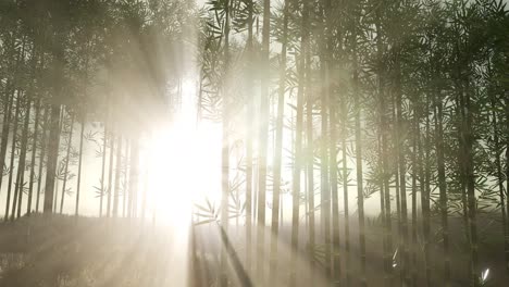 Green-bamboo-forest-in-hills