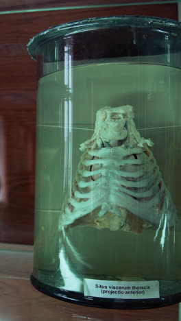 internal organs of human in medical museum. anatomical organs in glass tubes with formaldehyde. vertical video