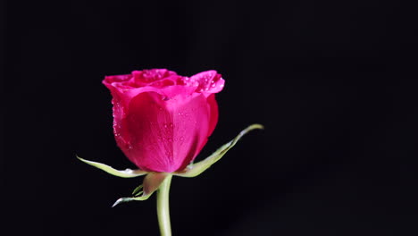 Flor-De-Rosa-Rosa-Giratoria-Con-Pétalos-Húmedos-Y-Hojas