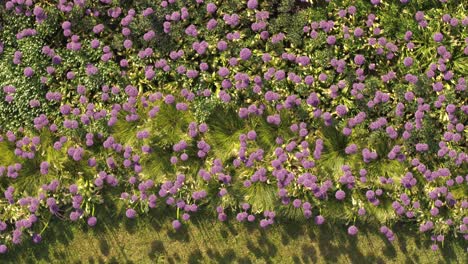 top down view of city flowers, kaunas old town, lithuania