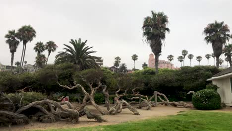 exploring la jolla, ca coastline on a summer day.