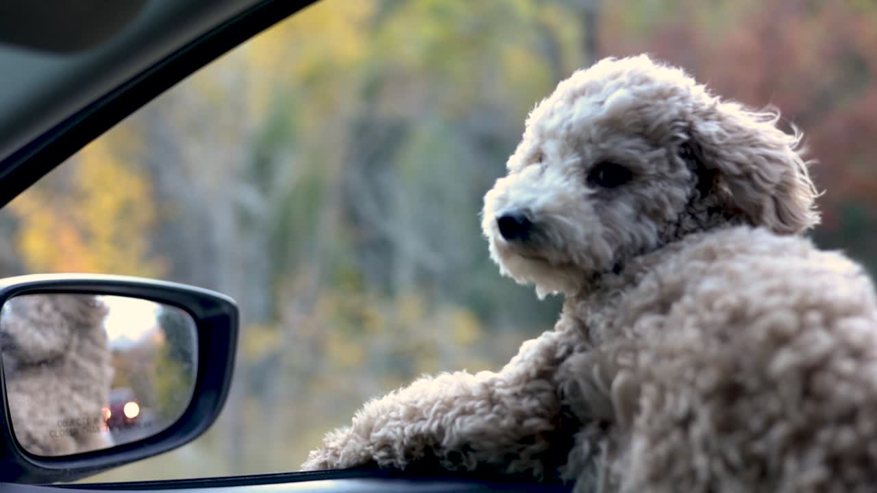 lindo cachorro maltipoo en la ventana del auto soplando su pelaje esponjoso