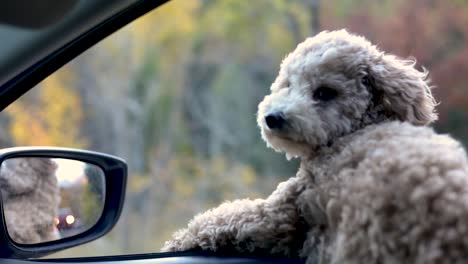 Süßer-Maltipoo-Welpe-Auf-Dem-Autofenster,-Der-Seinen-Flauschigen-Mantel-Weht