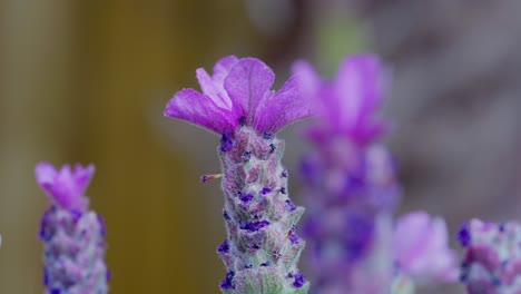 Close-up-of-French-lavender,-Lavandula-stoechas,-growing-in-a-herb-nursery-with-shallow-depth-of-field