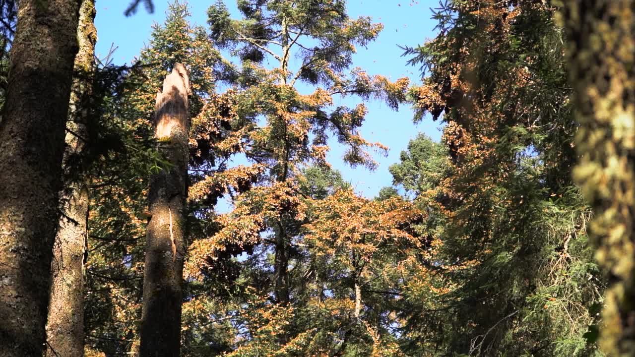 Foresta piena di farfalle monarca appoggiate sugli alberi all'interno di un santuario protetto, che sfarfallano e svolazzano, brillando al rallentatore