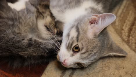 cute little kitten silver mainecoon cats fighting on floor