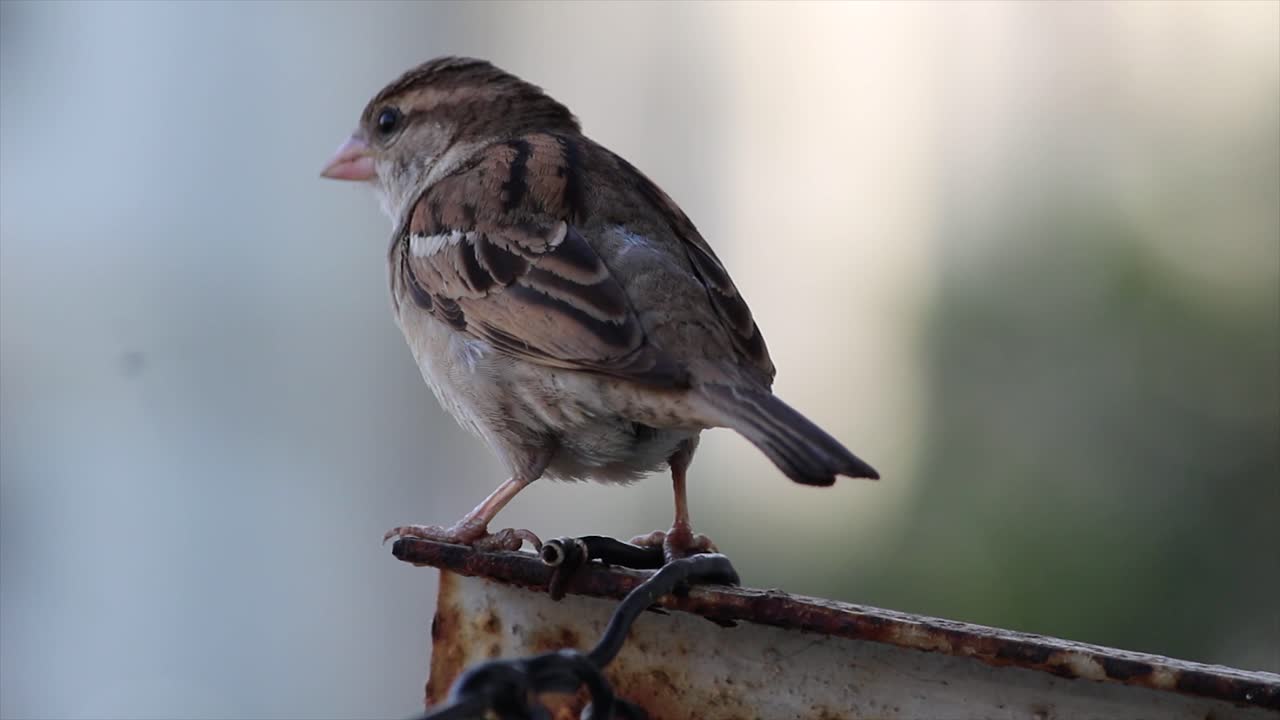 Sparrow perches on rusty balcony rail, blending nature and urban life. Ideal for nature, birdwatching, wildlife, city living, outdoor peace and ecological harmony themed stock footage.