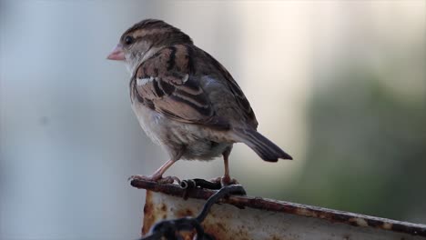 sparrow perches on rusty balcony rail, blending nature and urban life. ideal for nature, birdwatching, wildlife, city living, outdoor peace and ecological harmony themed stock footage.