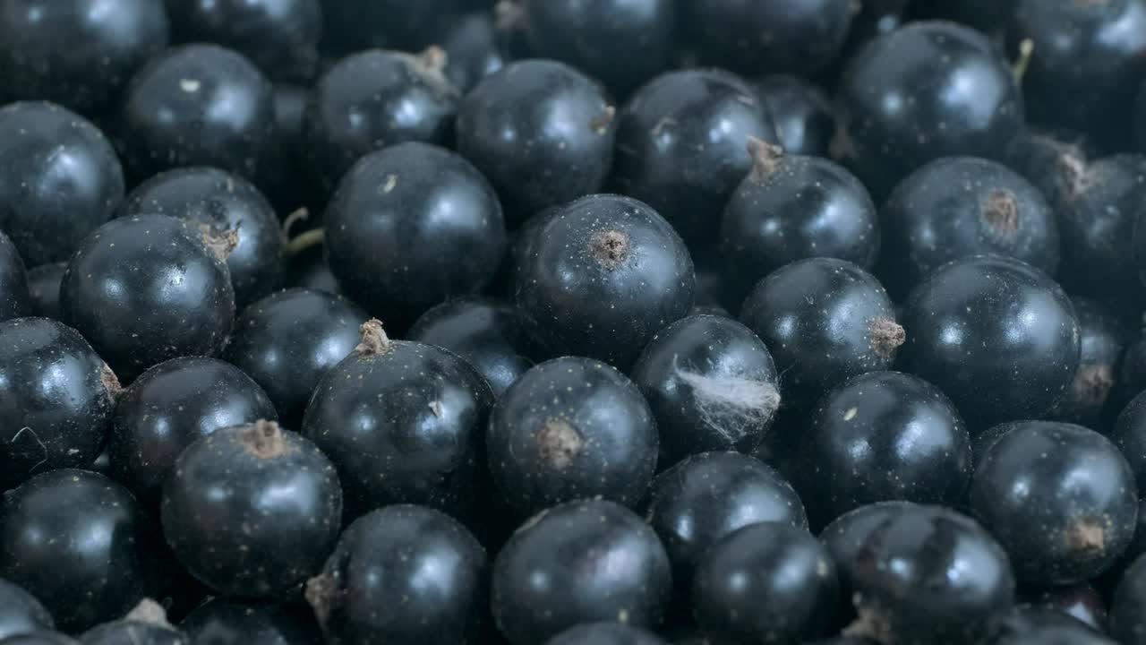 деталь свежей черной смоковницы. мягкая фокусировка, макро-запись. камера движется боком в левую сторону. близко. черная смоковница или черная смоковина (ríbes nígrum)