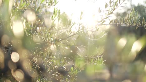 cinematic close up olive grove at golden hours with sun flare and bokeh