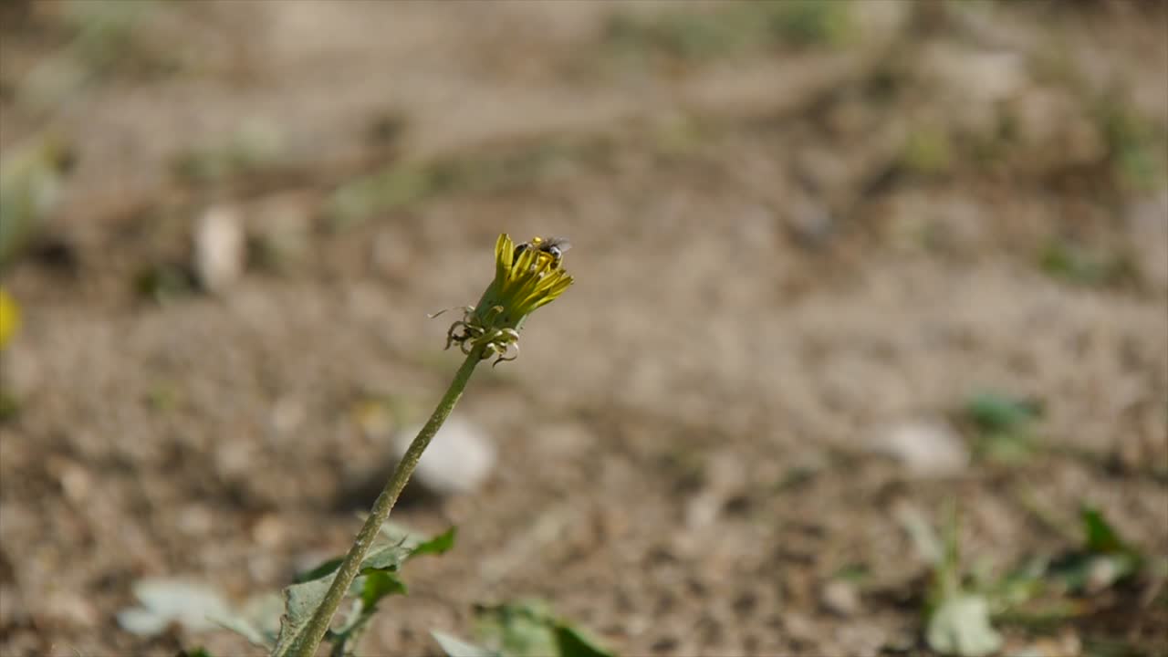 una abeja recolectando néctar en el suelo flor amarilla
