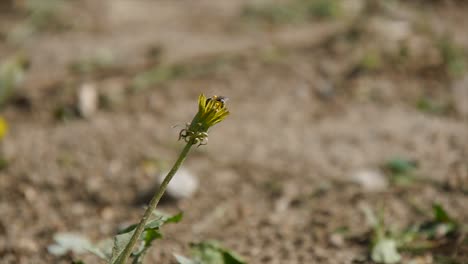 Eine-Biene,-Die-Nektar-Auf-Der-Bodengelben-Blume-Sammelt