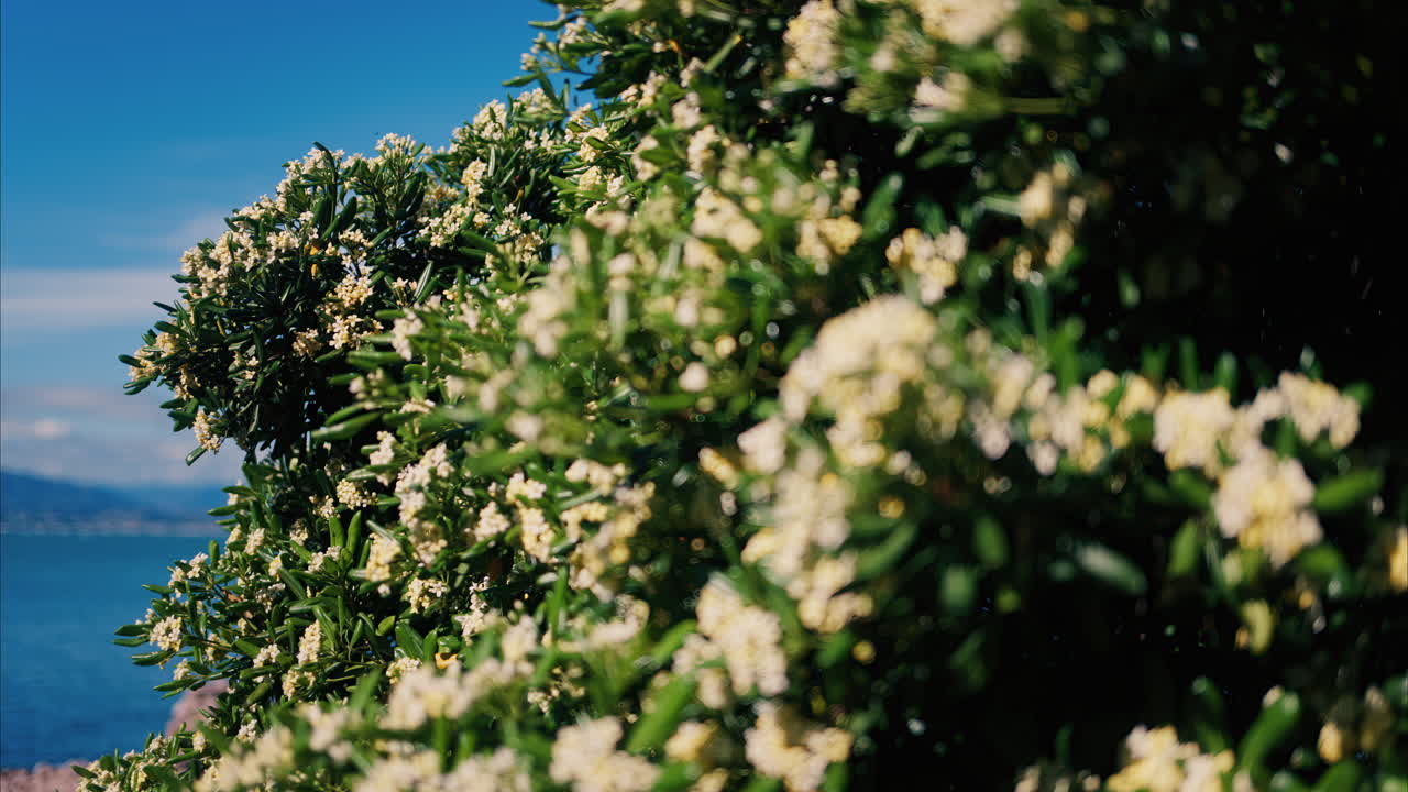 Close up of white Japanese cheesewood flowers with the Mediterranean sea on the background