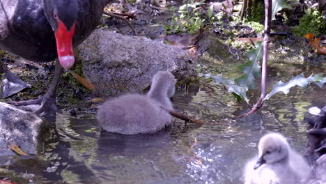 cygnets and adult black swan feeding at the edge of the pond in slow motion - closeup shot