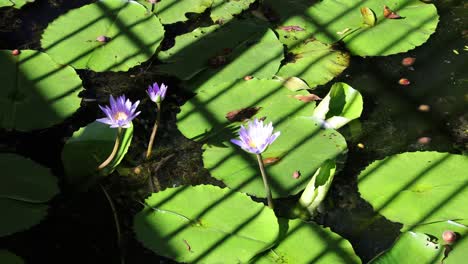 time-lapse of water lilies opening in sunlight