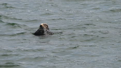 sea otter taking a nap