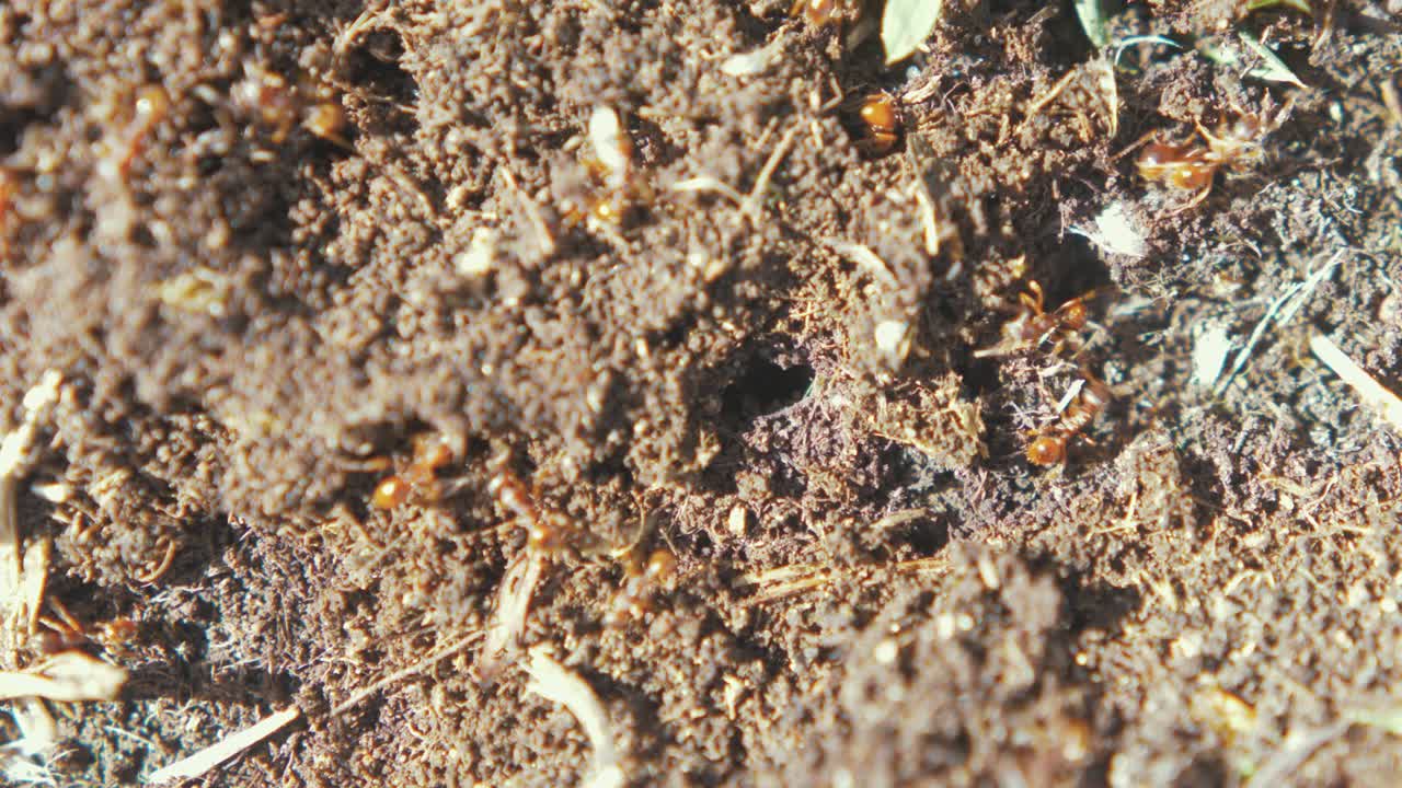 Colonia di formiche in rapido movimento che scava gallerie nel terreno.