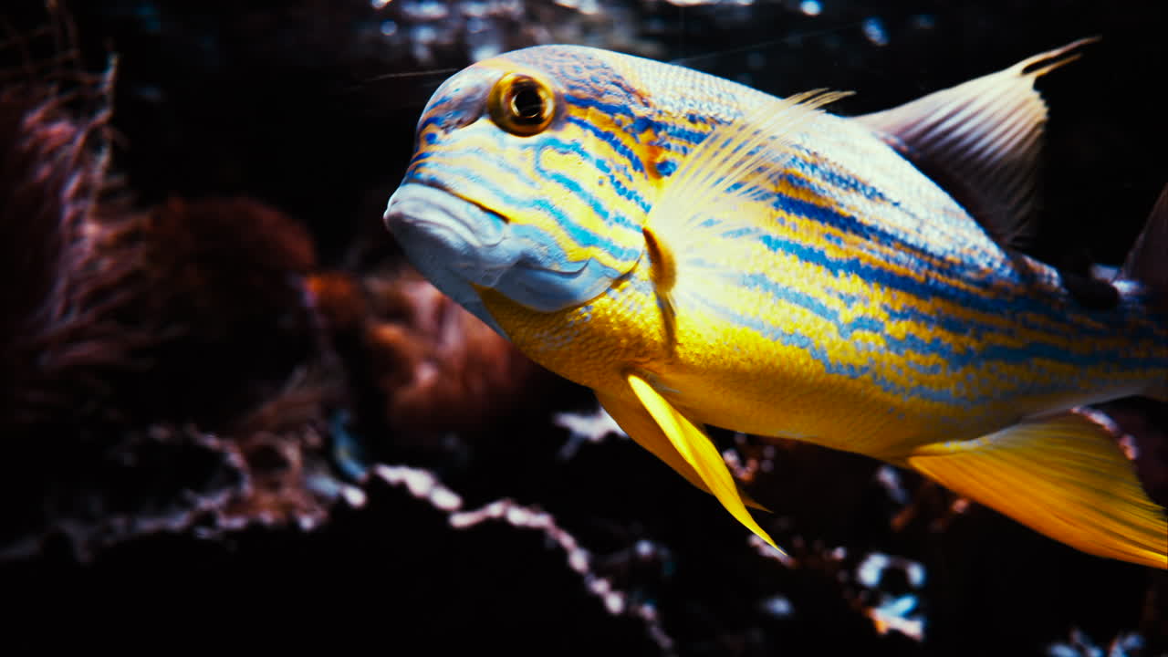 Close up of a sailfin snapper fish swimming near coral reefs
