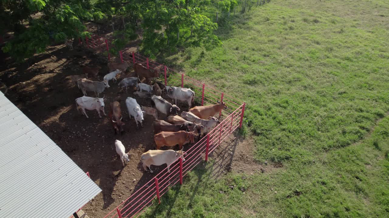 Mucche radunate vicino a una recinzione rossa in un recinto, vista aerea su terreni agricoli rurali venezuelani