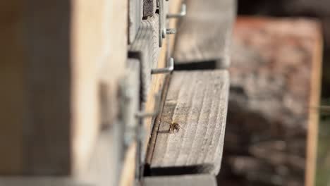 Closeup,-using-selective-focus,-of-the-entrance-of-a-beehive