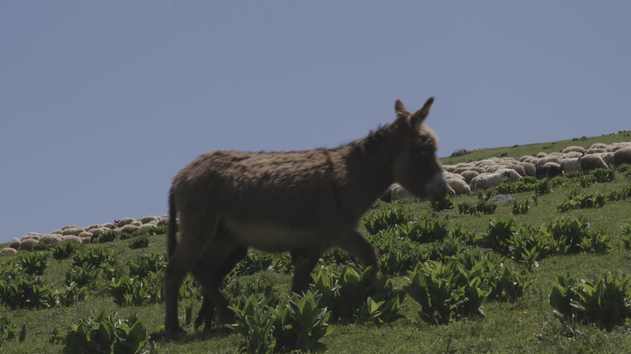 vaquero georgiano montando su caballo tiende burro con