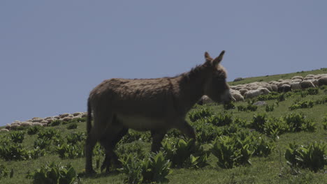 Der-Georgische-Cowboy,-Der-Auf-Seinem-Pferd-Reitet,-Pflegt-Esel-Mit