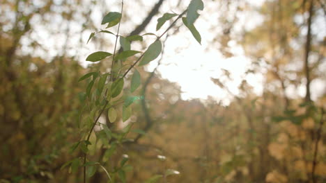 camera moves around a branch as the autumn - fall sunlight breaks through the trees behind