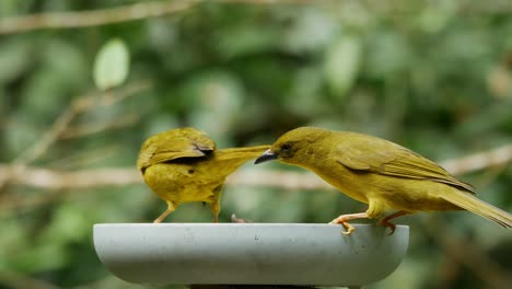 yellow and blue birds at a bird feeder