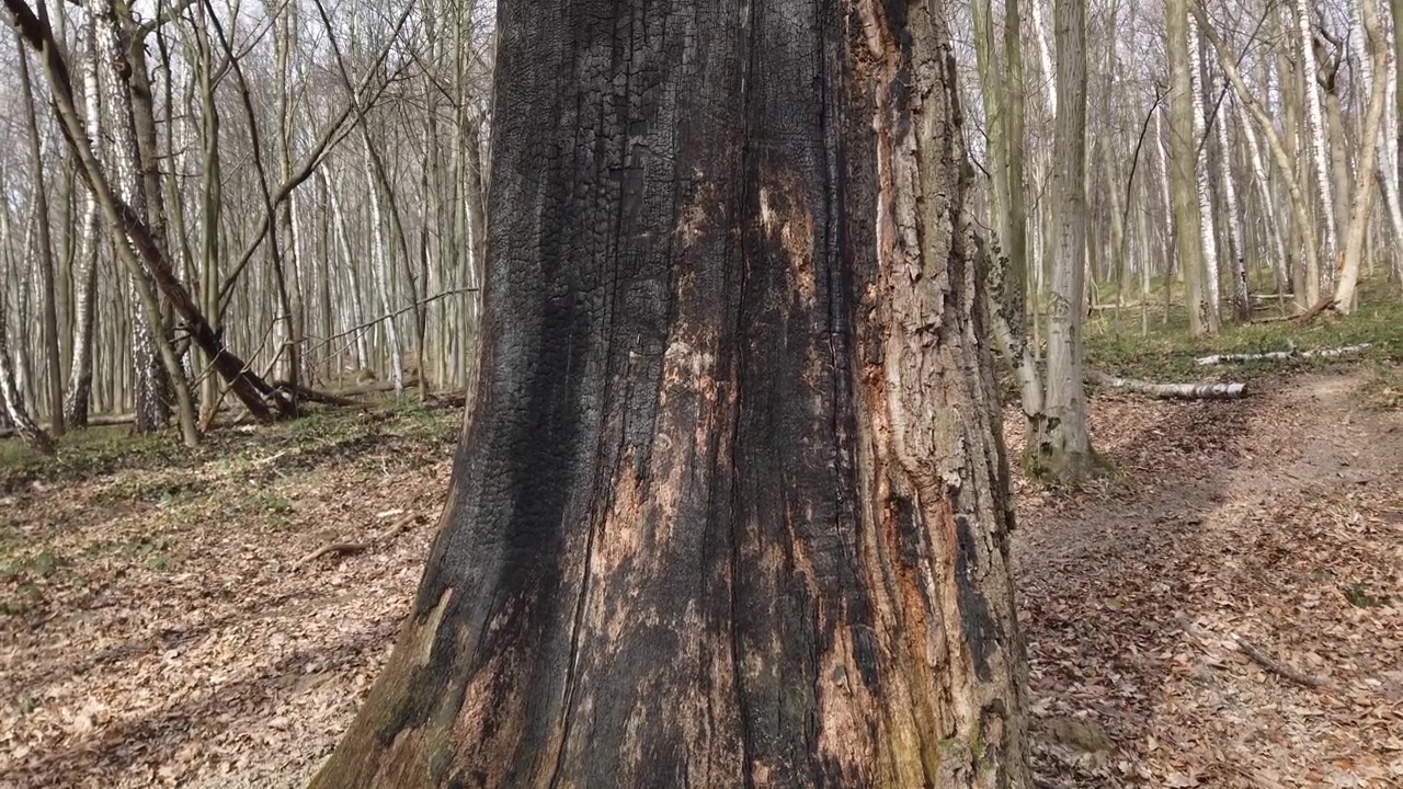 The trunk of a tree burnt in a fire.
