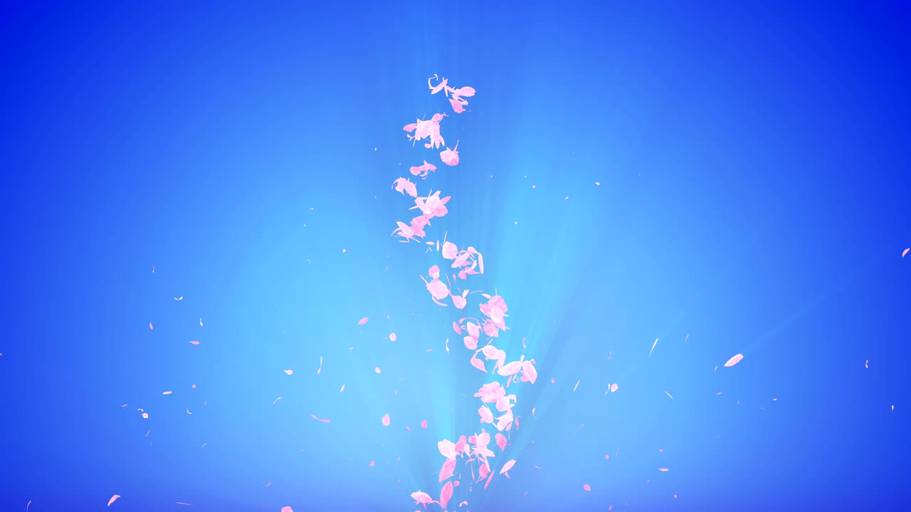 꽃의 나선형 반이는 입자, 사쿠라 패턴, 일본의 꽃 춤, 분홍색 꽃잎의 소용돌이, 추상적인 루프 애니메이션.