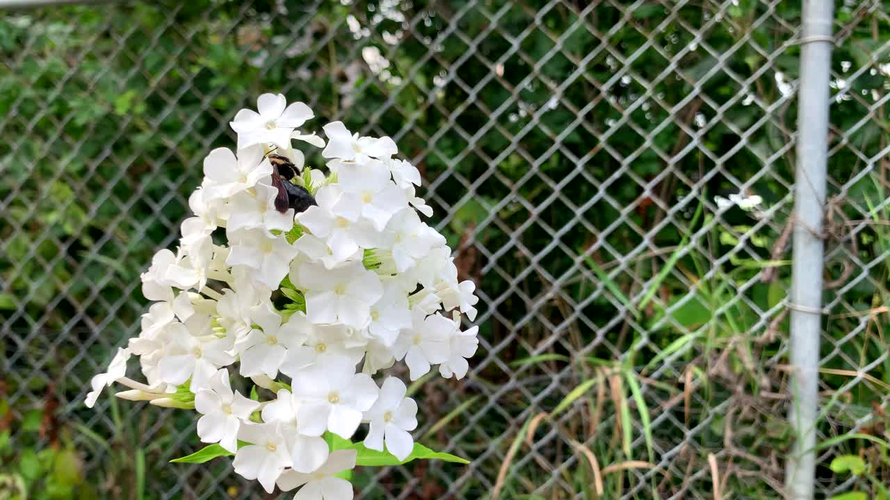 крупная пчела-плотник на белом летнем цветке-конусе на фоне забора, без человека
