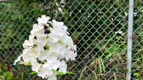 gran abeja carpintera en una flor blanca de cono de verano contra una cerca, ninguna persona