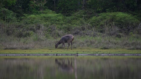 ciervo sambar, rusa unicolor, santuario de vida silvestre de phu khiao, tailandia