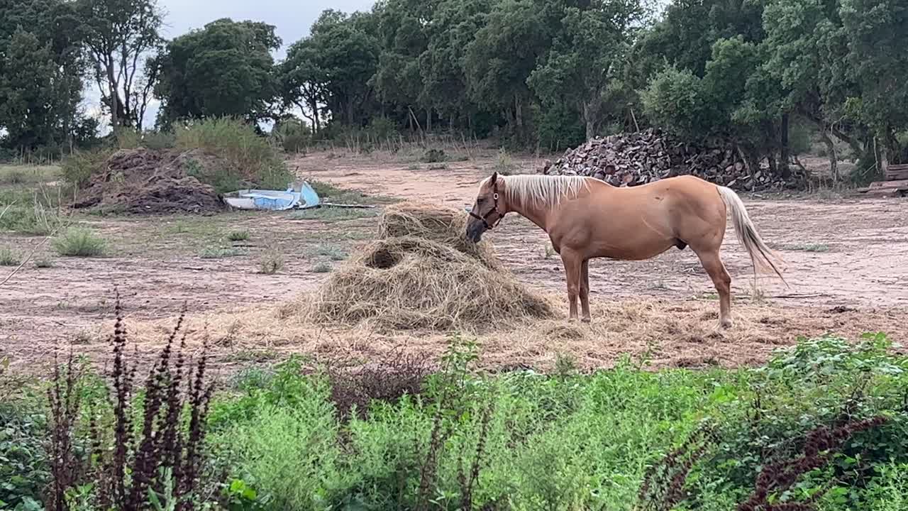красивая коричневая лошадь со светлой гривой ест сено в сельском пейзаже