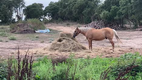 beautiful brown horse with blond mane eating hay in rural landscape