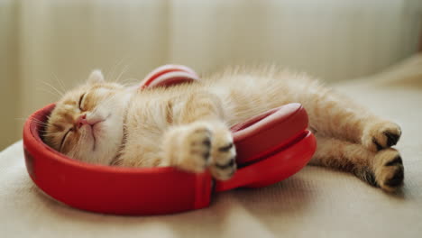 ginger kitten fell asleep while listening to music