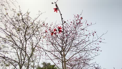 El-Vibrante-árbol-De-Algodón-De-Seda-Rojo,-También-Conocido-Como-&quot;shimul&quot;-En-Bengalí,-Se-Yergue-Alto-Y-Orgulloso,-Con-Sus-Impresionantes-Flores-En-Plena-Floración,-Que-Agregan-Un-Toque-De-Belleza-Natural-Al-Entorno-Que-Lo-Rodea