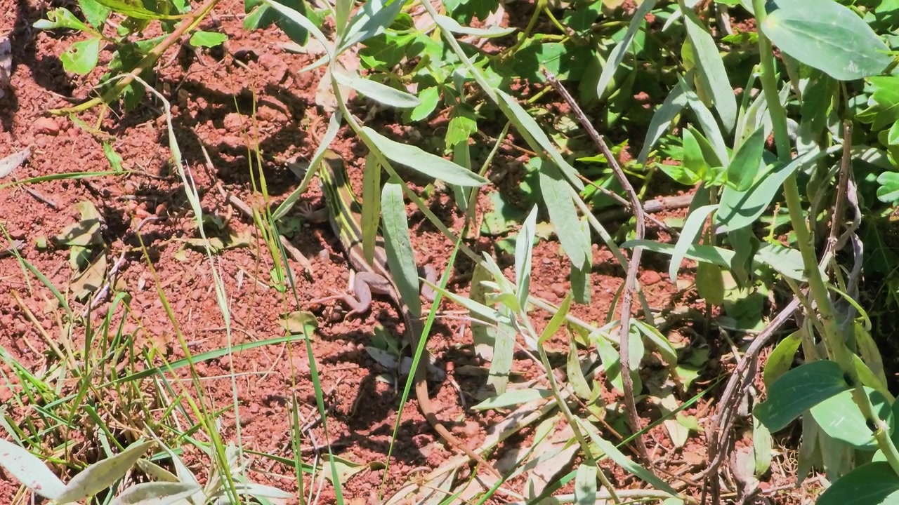 Lucertola selvatica che striscia su terreno roccioso rosso con un fiore giallo e piante desertiche verdi, piccolo rettile che si muove attraverso un habitat desertico arido in piena luce diurna, scena naturalistica in primo piano.