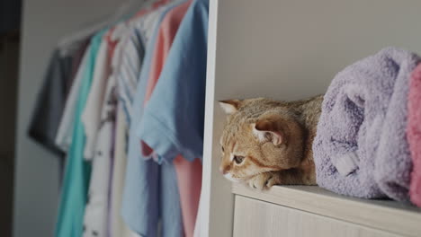 cute cat lies on towels in the dressing room. tenderness and freshness concept