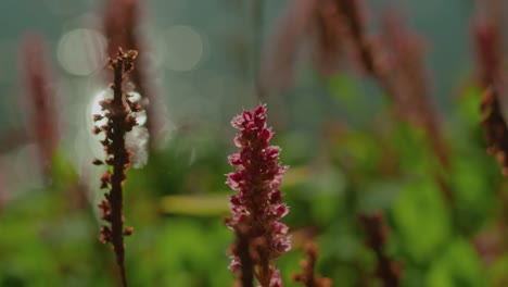 Lila-Blume-Am-Flussufer-Mit-Sonne,-Die-Auf-Dem-Wasser-Unscharf-Reflektiert-Wird