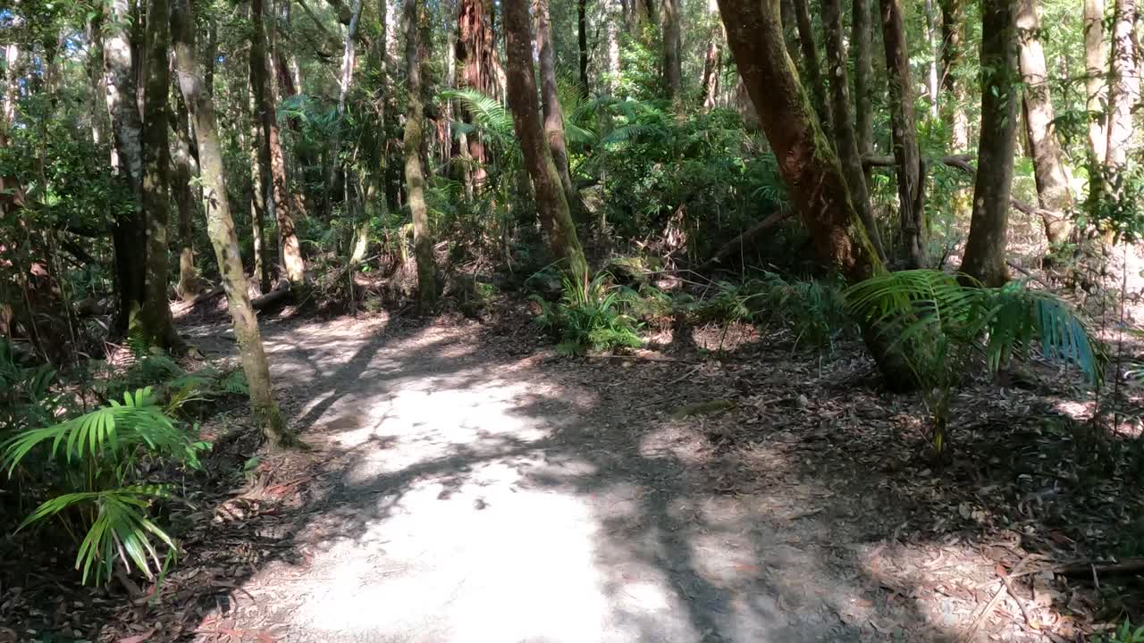 조용한 숲길을 가로질러 평화로운 산책