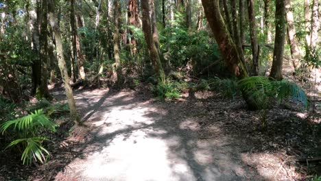 un paseo pacífico por un sendero sereno del bosque
