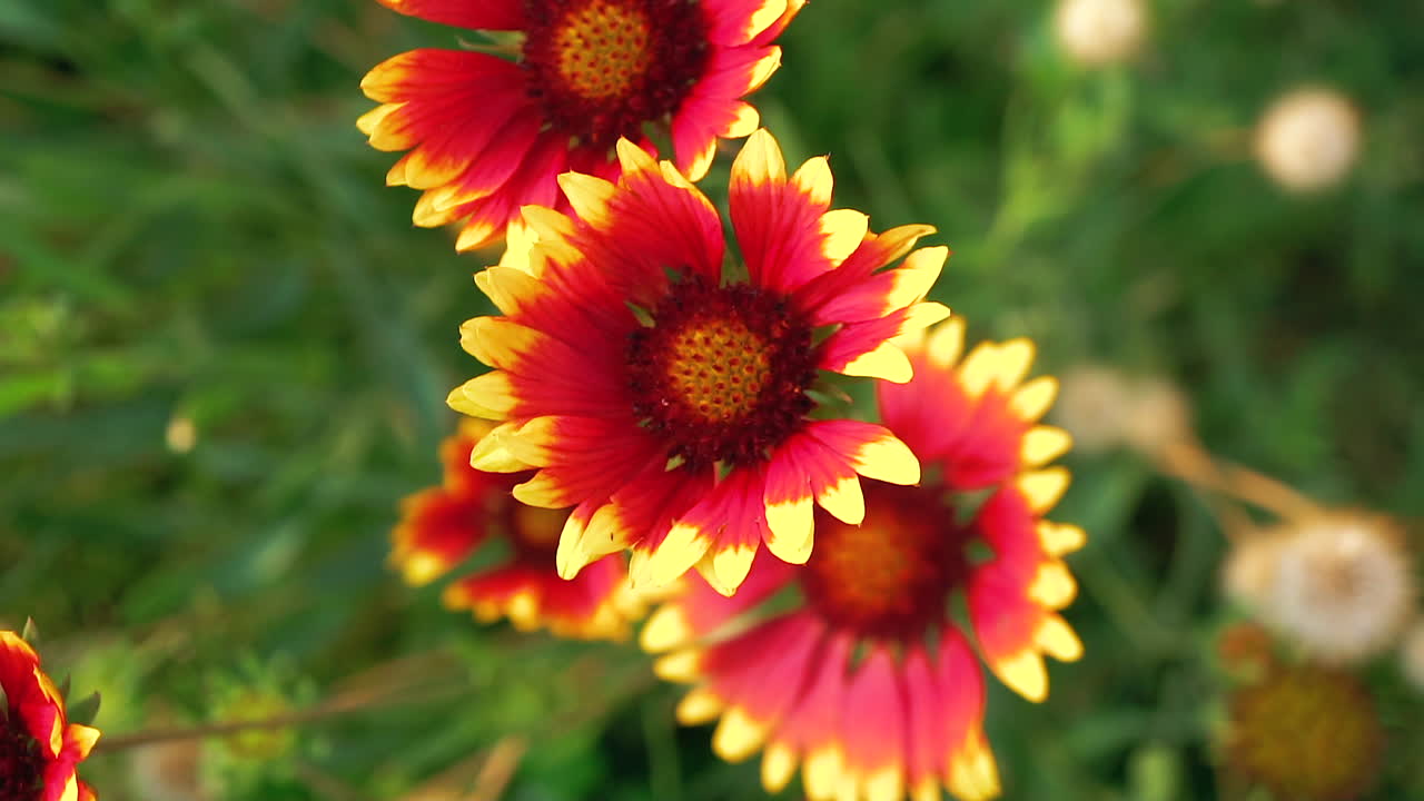 vista panorámica lenta de flores de manta indias brillantes y vívidamente coloridas - primer plano aislado