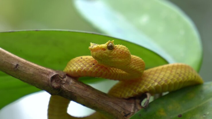 A yellow snake , standing perfectly still on a branch