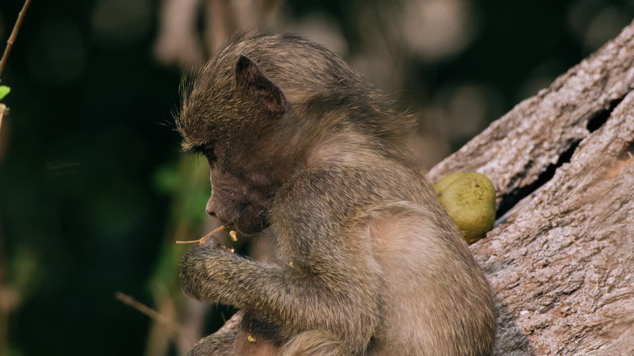 un joven babuino olivo comiendo fruta en un bosque abierto