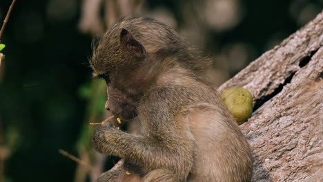 Young-Olive-Baboon-Eating-Fruit-In-Open-Woodland