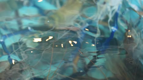 prawns swimming in a seafood tank in thailand