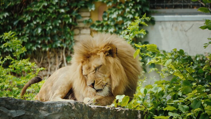 The King Of Beasts The Lion Carefully Washes His Paw