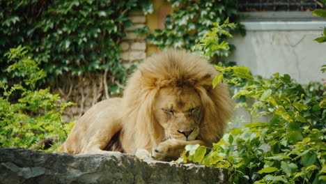 Der-König-Der-Tiere,-Der-Löwe-Wäscht-Sorgfältig-Seine-Pfote