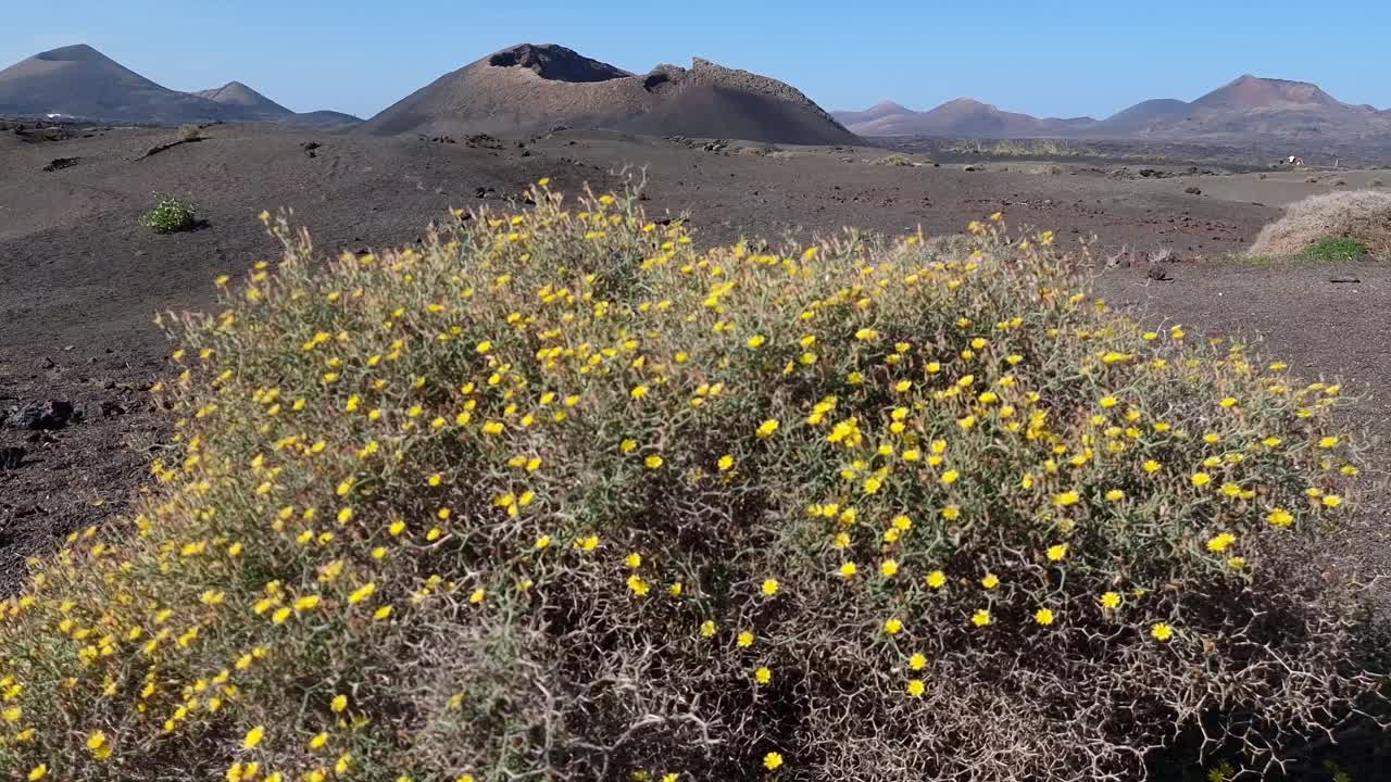lanzarote scenary, 티아스 근처 배경에 forground vulcan 산에 있는 식물